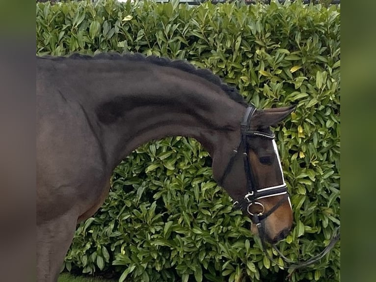 Hanoverian Gelding 6 years 16,2 hh Bay-Dark in Visbek