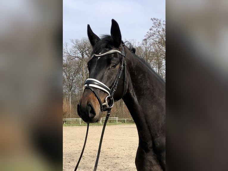 Hanoverian Gelding 6 years 16.2 hh Bay-Dark in Sehnde