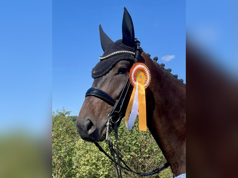 Hanoverian Gelding 6 years 16.2 hh Bay-Dark in Sehnde