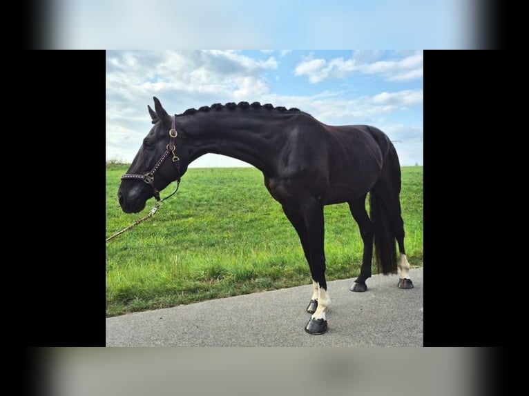 Hanoverian Gelding 6 years 16.2 hh Black in Baienfurt