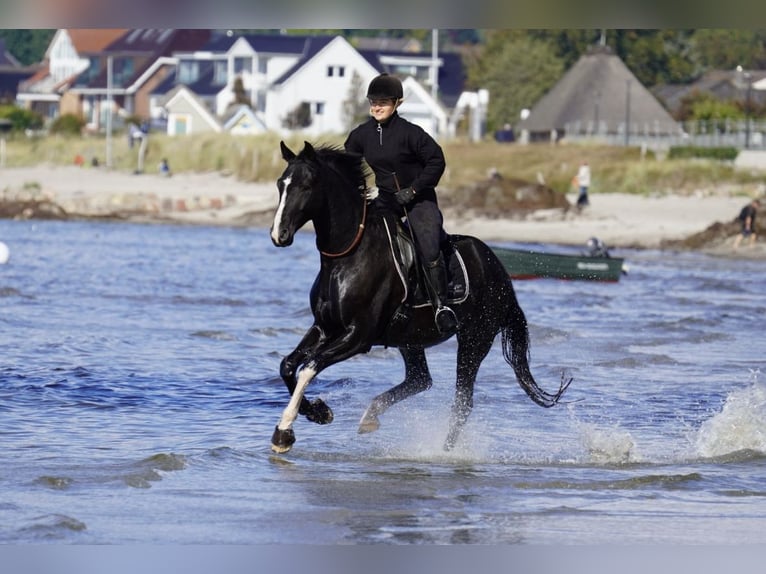 Hanoverian Gelding 6 years 16,2 hh Black in Br&#xF6;then