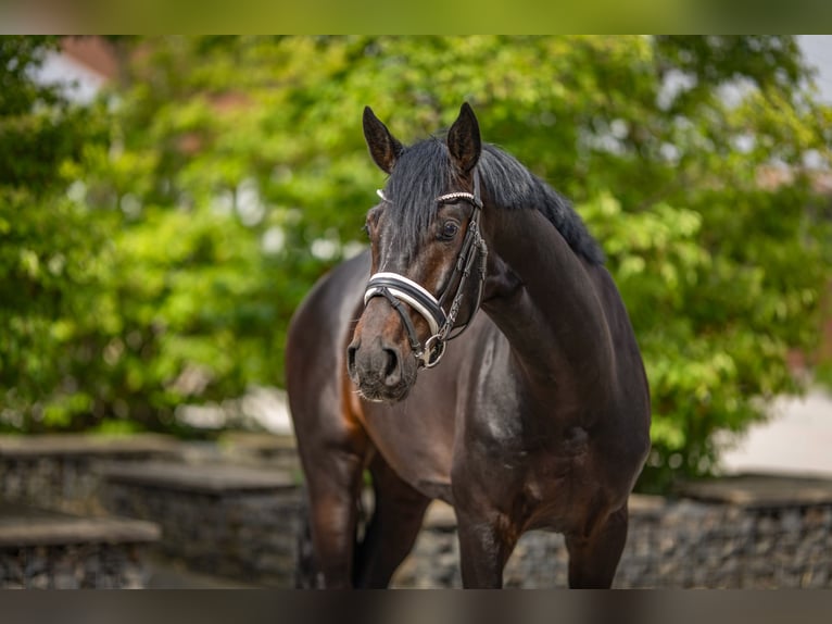 Hanoverian Gelding 6 years 16.2 hh Black in Ochtrup