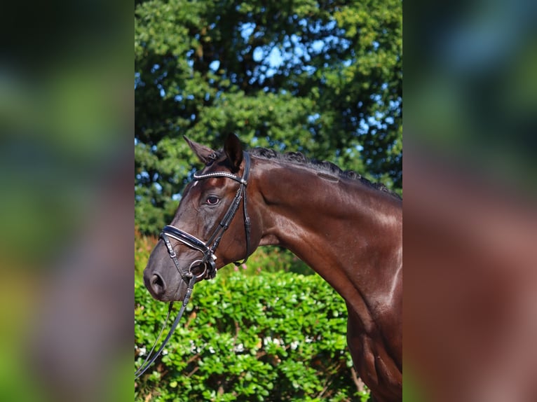 Hanoverian Gelding 6 years 16,2 hh Black in Selsingen