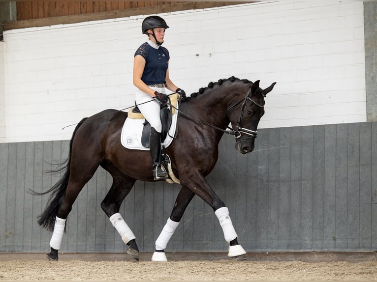 Hanoverian Gelding 6 years 16,2 hh Black in Tiddische