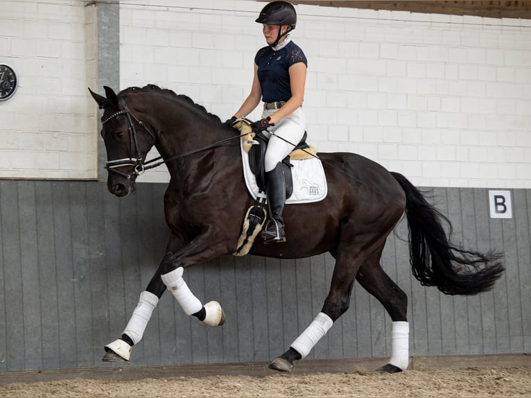 Hanoverian Gelding 6 years 16,2 hh Black in Tiddische