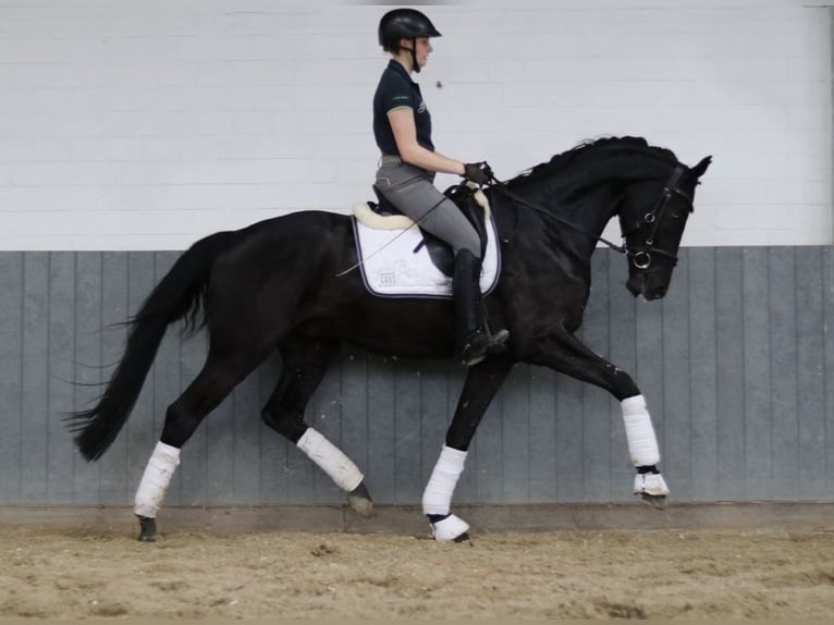 Hanoverian Gelding 6 years 16.2 hh Black in Tiddische