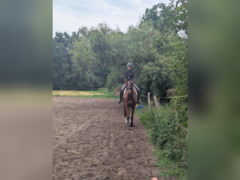 Hanoverian Gelding 6 years 16.2 hh Brown in Berlin