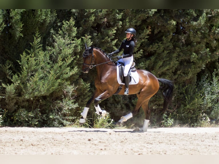 Hanoverian Gelding 6 years 16.2 hh Brown in Algeciras