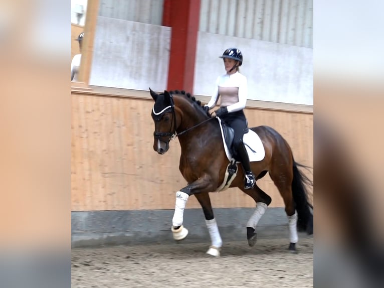 Hanoverian Gelding 6 years 16.2 hh Brown in Hohenfelde