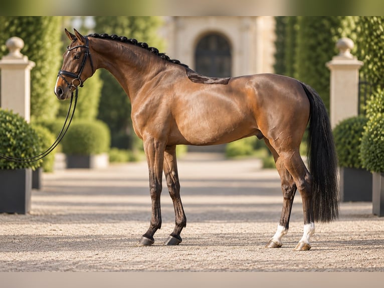 Hanoverian Gelding 6 years 16.2 hh Brown in Jona