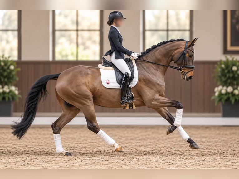 Hanoverian Gelding 6 years 16.2 hh Brown in Jona