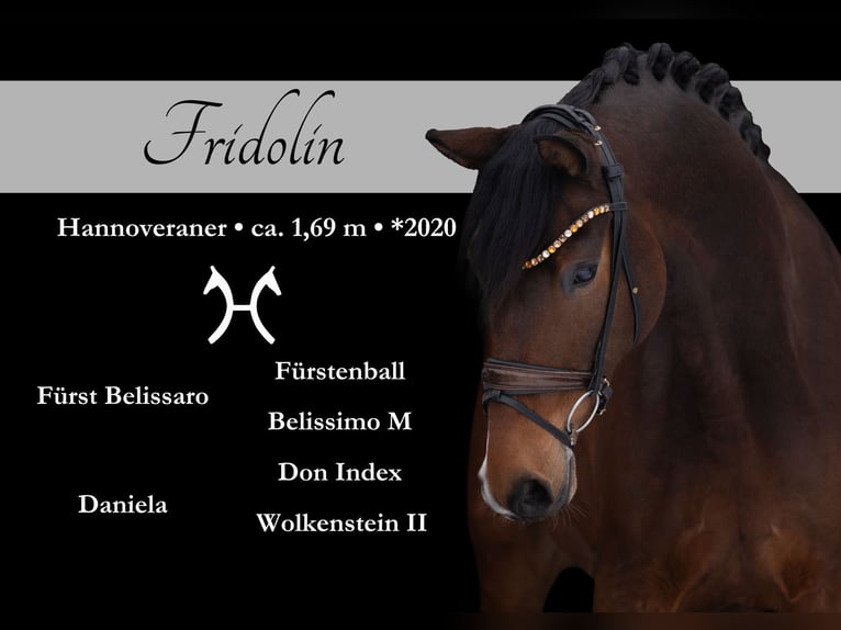 Hanoverian Gelding 6 years 16.2 hh Brown in Wehringen