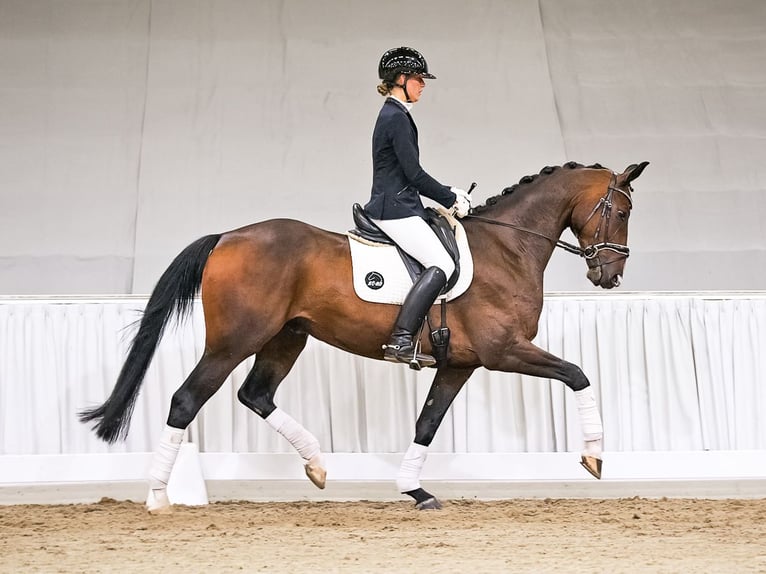 Hanoverian Gelding 6 years 16.2 hh Brown in Verden