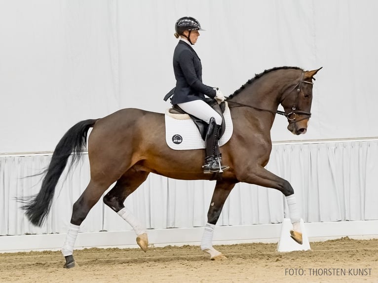 Hanoverian Gelding 6 years 16,2 hh Brown in Verden