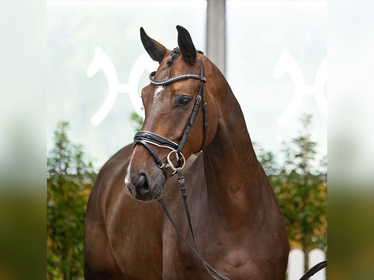 Hanoverian Gelding 6 years 16.2 hh Brown in Verden
