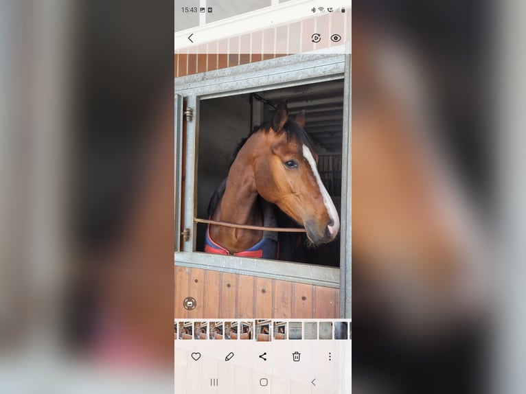 Hanoverian Gelding 6 years 16,2 hh Brown in Regesbostel