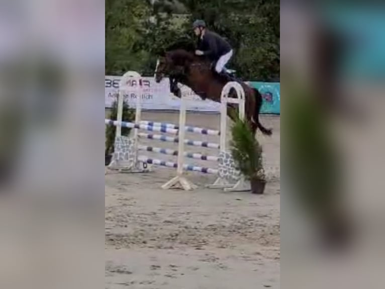 Hanoverian Gelding 6 years 16,2 hh Brown in Regesbostel