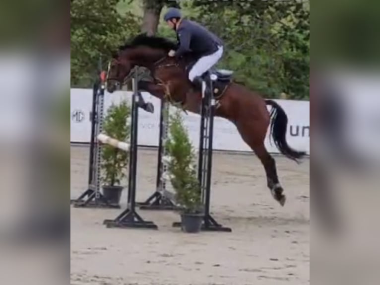 Hanoverian Gelding 6 years 16,2 hh Brown in Regesbostel