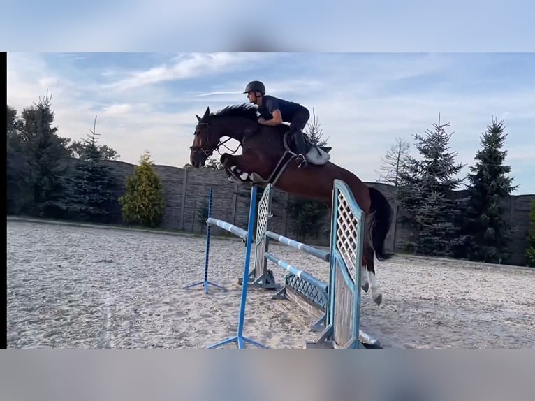 Hanoverian Gelding 6 years 16,2 hh Brown in Paruszka