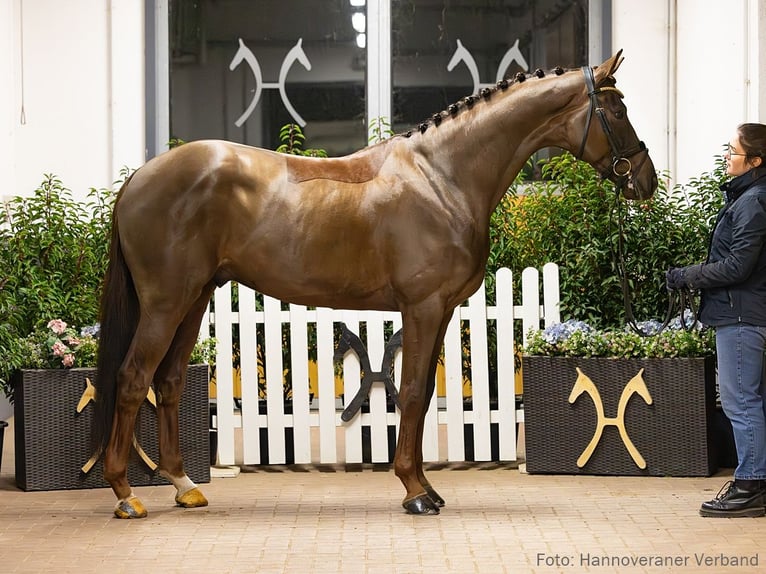 Hanoverian Gelding 6 years 16.2 hh Chestnut in Verden