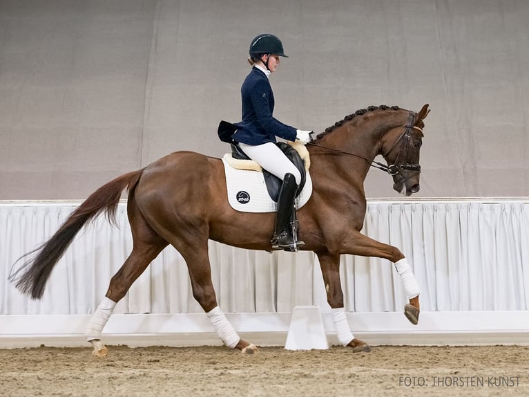 Hanoverian Gelding 6 years 16.2 hh Chestnut in Verden