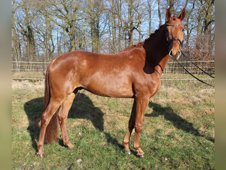Hanoverian Gelding 6 years 16,2 hh Chestnut-Red in Bassum