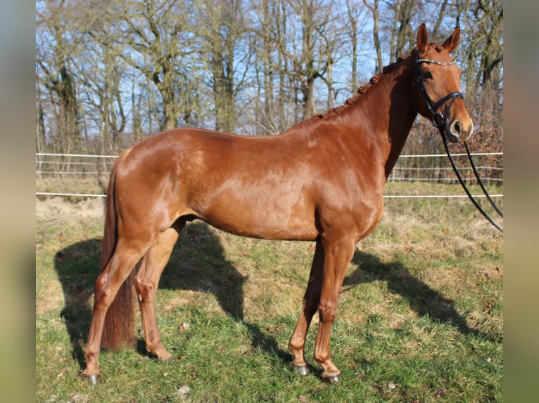 Hanoverian Gelding 6 years 16,2 hh Chestnut-Red in Bassum