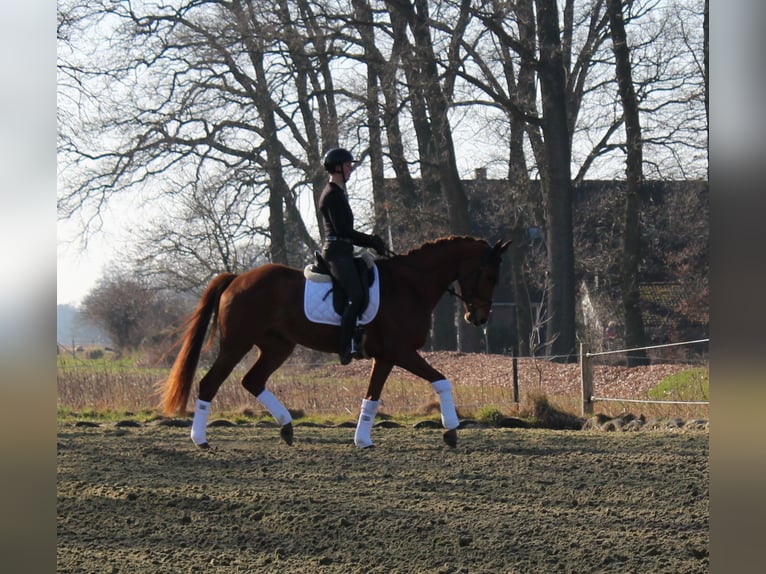 Hanoverian Gelding 6 years 16,2 hh Chestnut-Red in Bassum