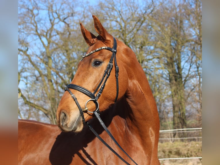 Hanoverian Gelding 6 years 16,2 hh Chestnut-Red in Bassum
