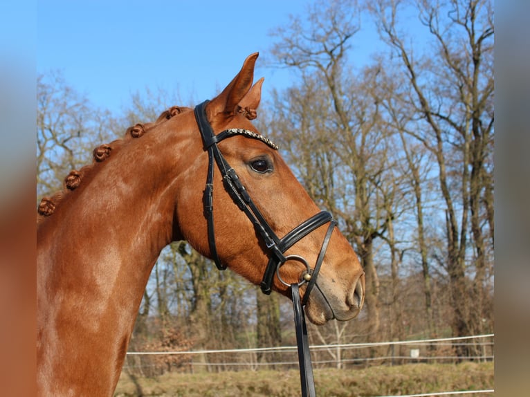 Hanoverian Gelding 6 years 16,2 hh Chestnut-Red in Bassum