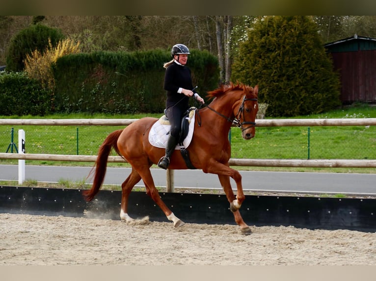 Hanoverian Gelding 6 years 16.2 hh Chestnut-Red in Üxheim