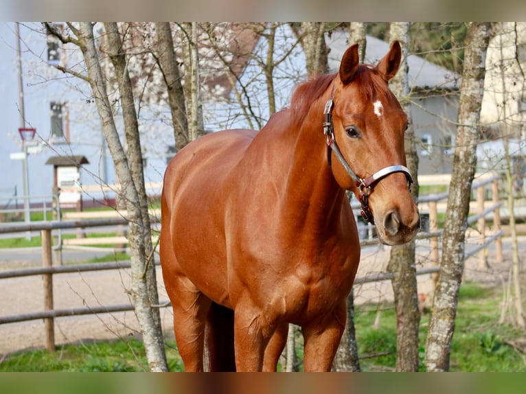 Hanoverian Gelding 6 years 16.2 hh Chestnut-Red in Üxheim