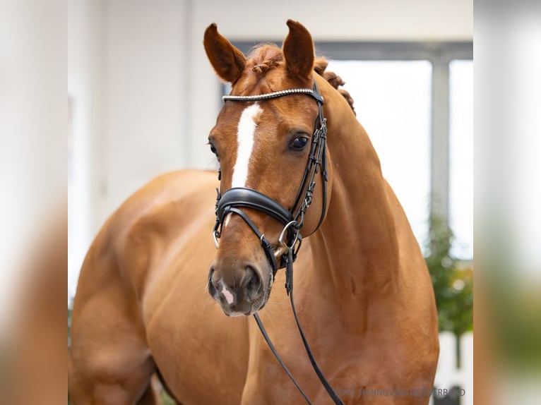 Hanoverian Gelding 6 years 16.2 hh Chestnut-Red in Verden