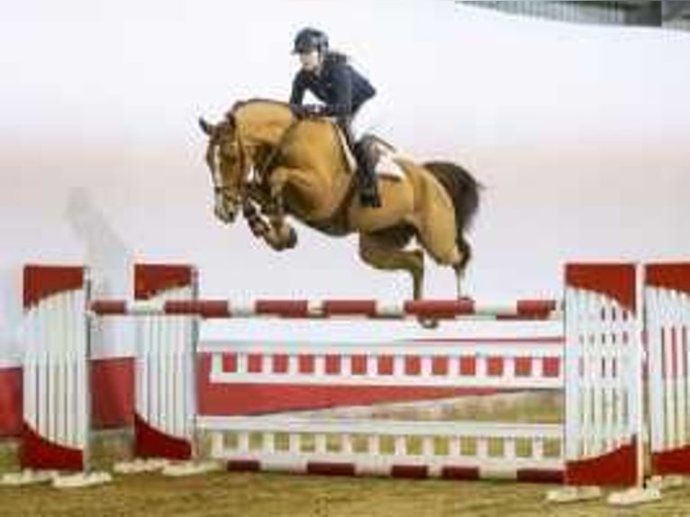 Hanoverian Gelding 6 years 16,2 hh Chestnut-Red in Waddinxveen