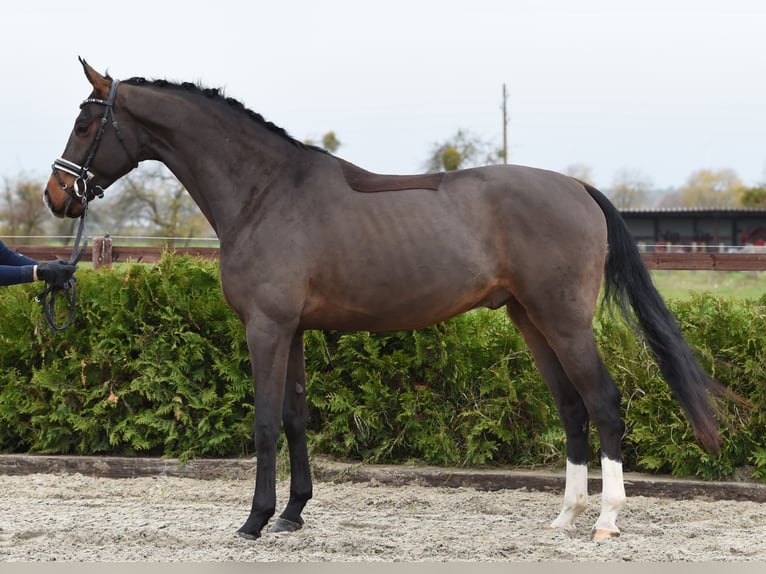 Hanoverian Gelding 6 years 16,2 hh in Tiddische