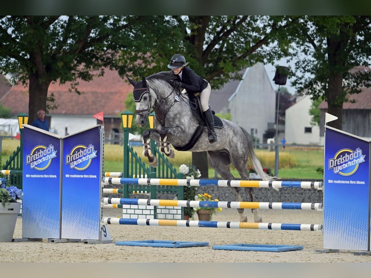 Hanoverian Gelding 6 years 16,2 hh Gray-Dapple in Weichs