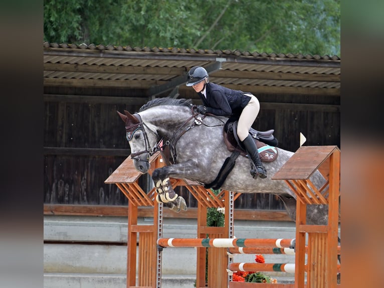 Hanoverian Gelding 6 years 16,2 hh Gray-Dapple in Weichs