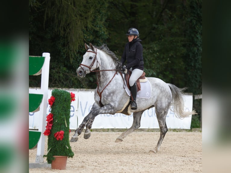 Hanoverian Gelding 6 years 16,2 hh Gray-Dapple in Weichs