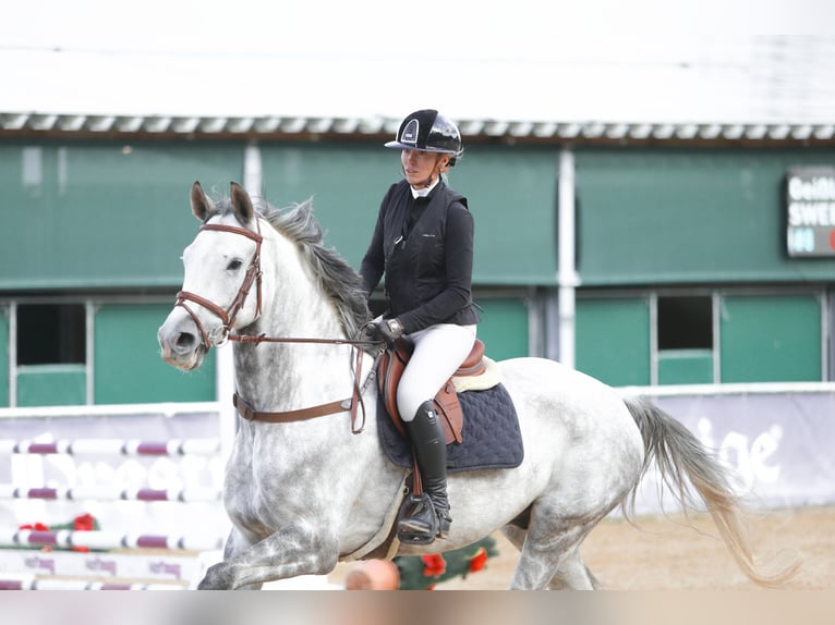 Hanoverian Gelding 6 years 16,2 hh Gray-Dapple in Weichs