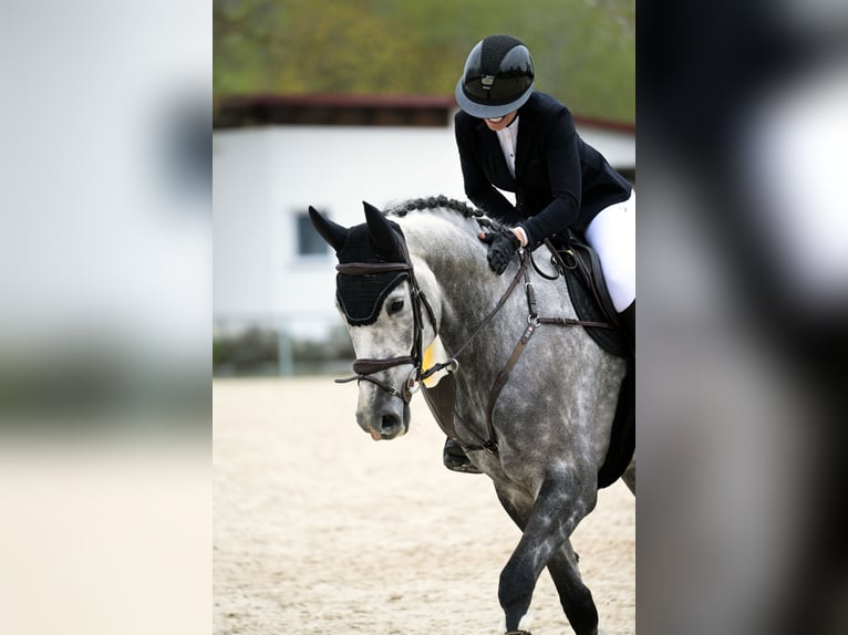 Hanoverian Gelding 6 years 16,2 hh Gray-Dapple in Weichs