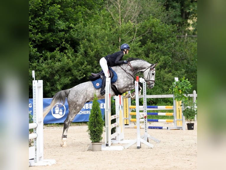 Hanoverian Gelding 6 years 16,2 hh Gray-Dapple in Weichs