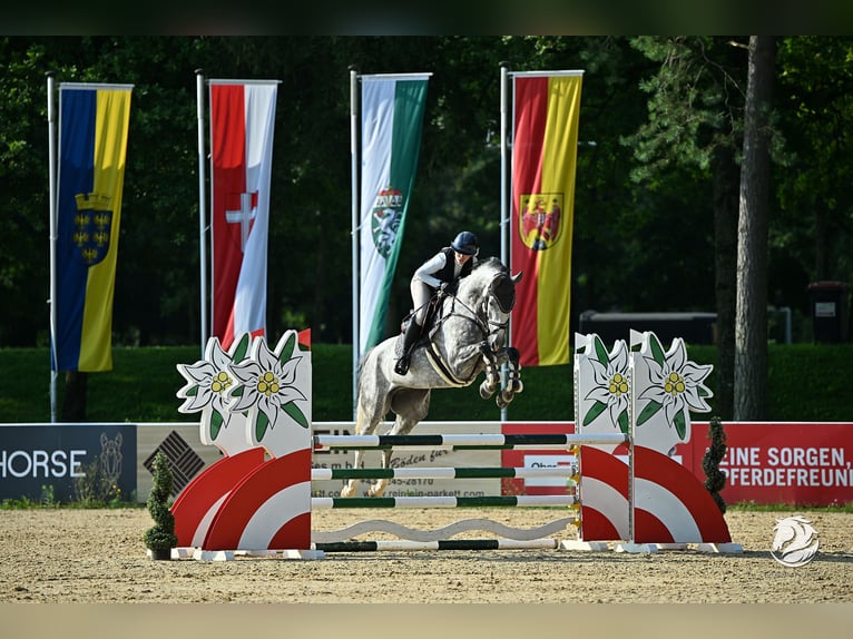 Hanoverian Gelding 6 years 16,2 hh Gray-Dapple in Weichs