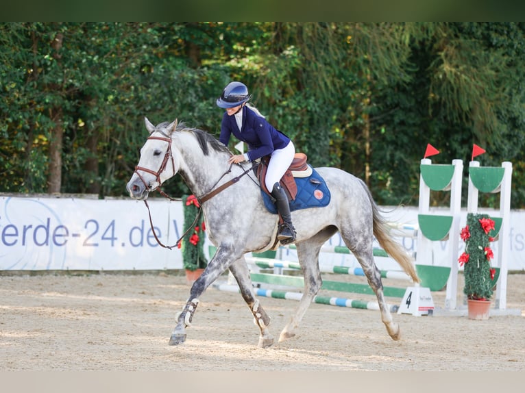 Hanoverian Gelding 6 years 16,2 hh Gray-Dapple in Weichs