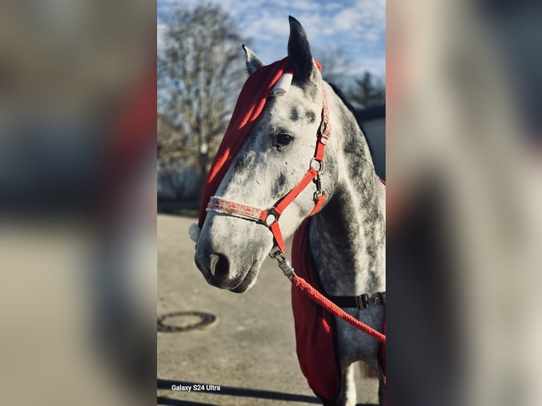 Hanoverian Gelding 6 years 16.2 hh Grey-Dapple in Oberderdingen
