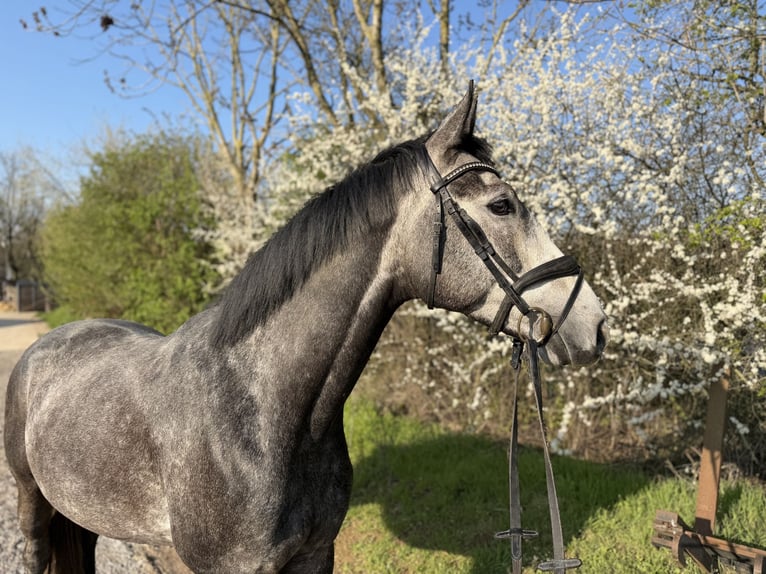 Hanoverian Gelding 6 years 16.2 hh Grey in Grevenbroich