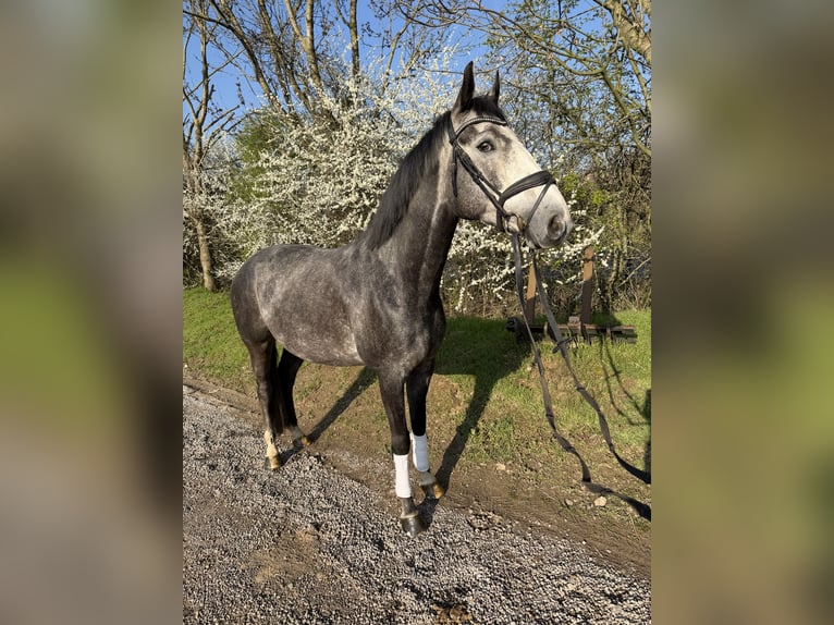 Hanoverian Gelding 6 years 16.2 hh Grey in Grevenbroich