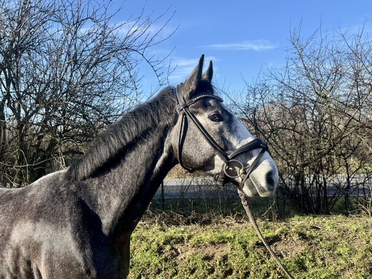 Hanoverian Gelding 6 years 16.2 hh Grey in Grevenbroich
