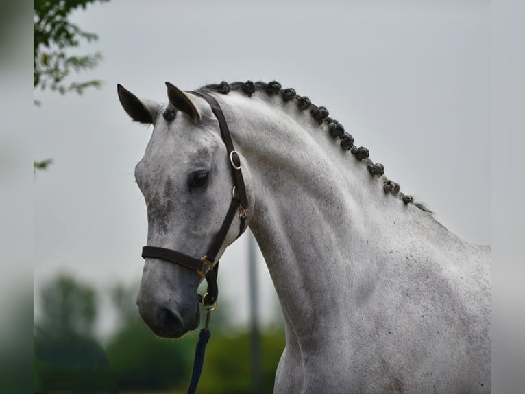 Hanoverian Gelding 6 years 16.2 hh Grey in Balatonfüred