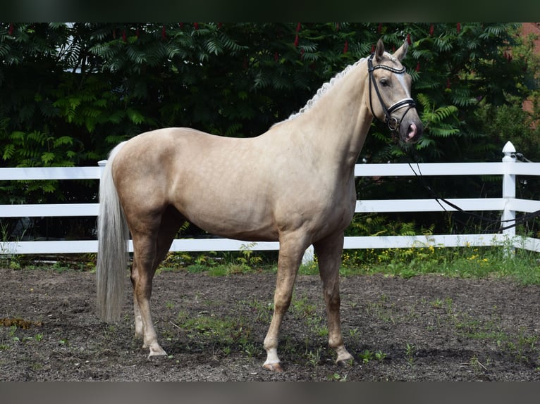 Hanoverian Gelding 6 years 16.2 hh Palomino in Dätgen