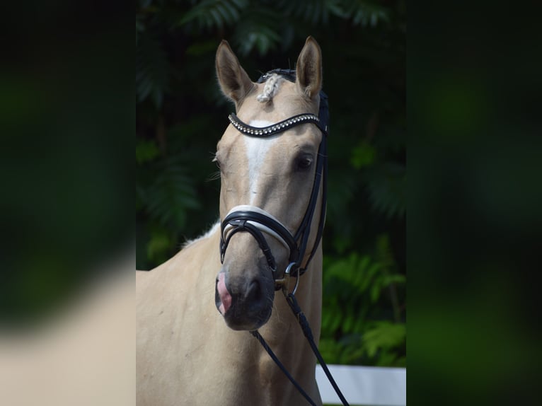 Hanoverian Gelding 6 years 16.2 hh Palomino in Dätgen